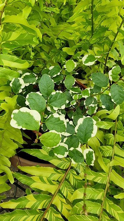Ficus pumila ‘Ice Caps’ - Variegated Creeping Fig