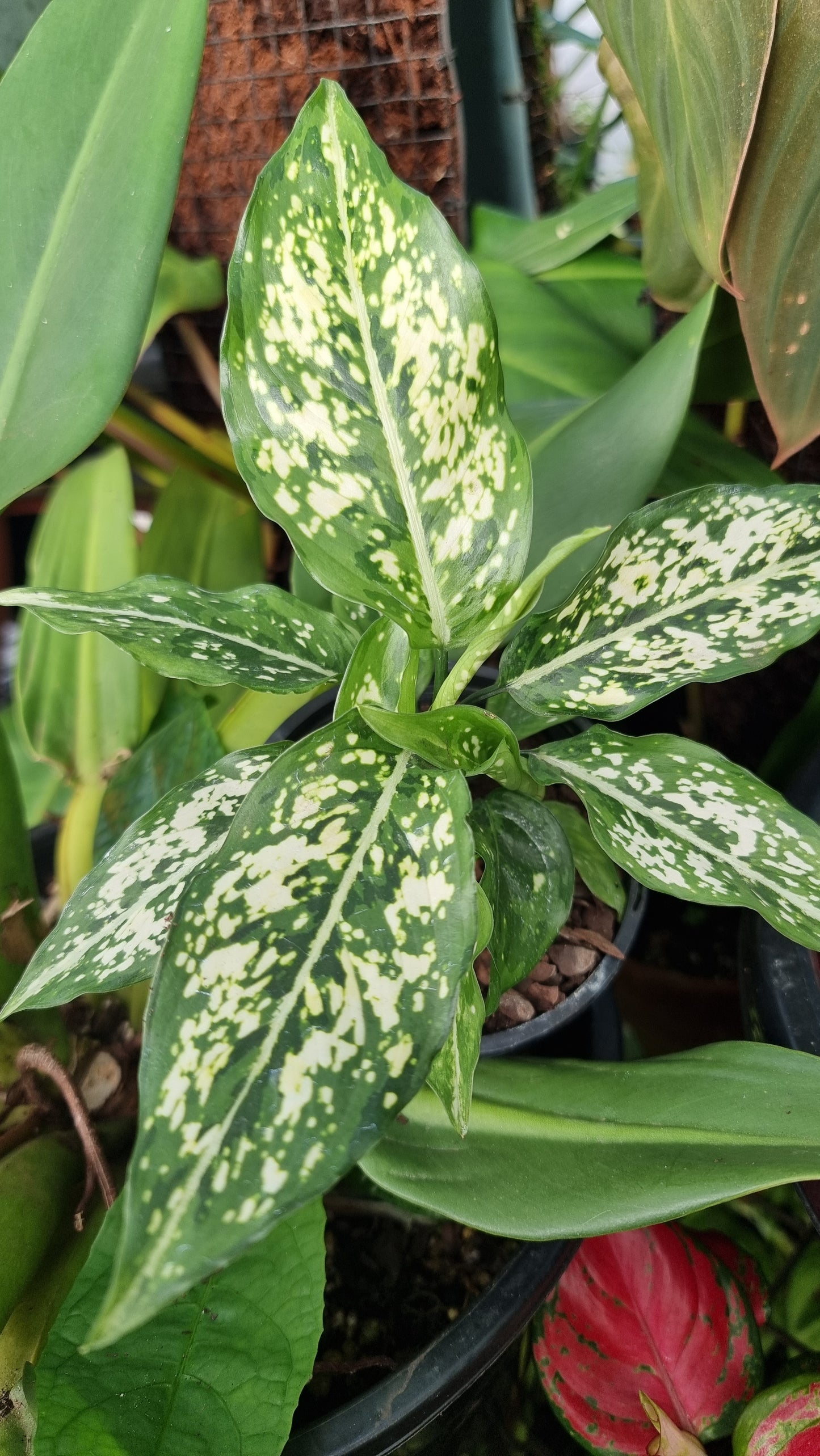 Aglaonema commutatum 'Thai Snowflake'