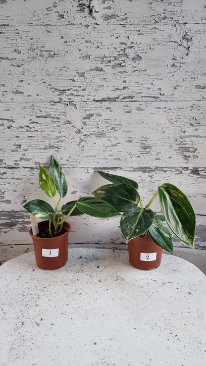 Peperomia maculosa 'Xiang Cao' variegata - Variegated Radiator Plant