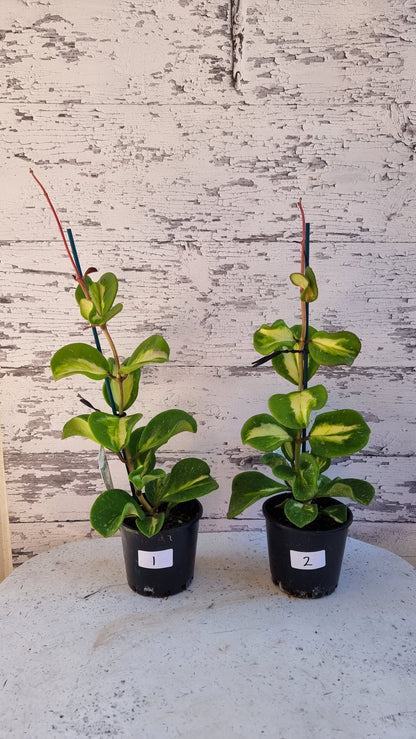 Hoya obovata variegata - Variegated Wax Vine Plant