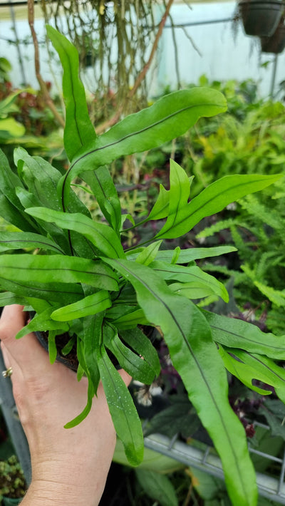 Microsorum diversifolium - Kangaroo Fern Root'd Plants 