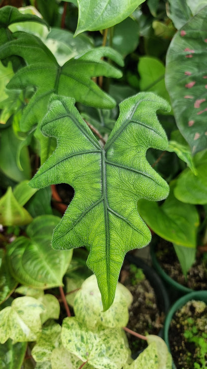 Alocasia 'Jacklyn' (likely Alocasia tandurusa)