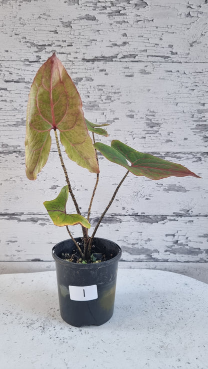 Cyrtosperma johnstonii