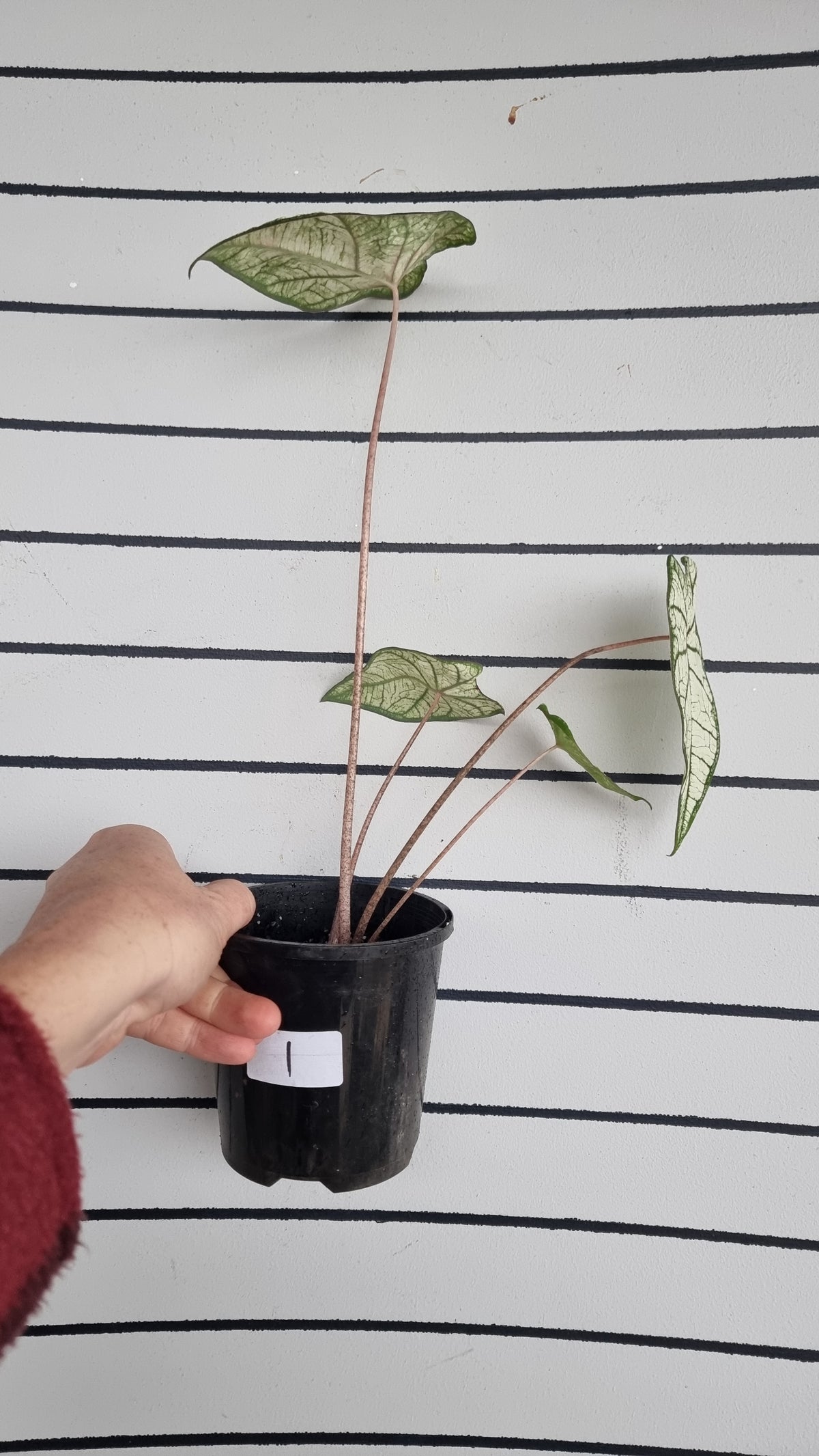 Caladium NoID