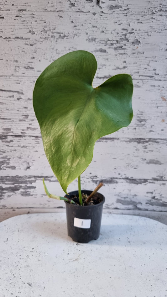 Amydrium humile - Heart Shaped Creeping Aroid
