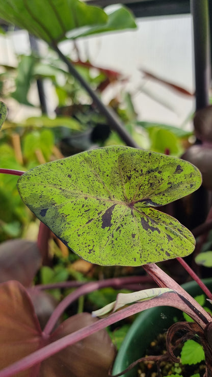 Colocasia esculenta 'Mojito' - 象耳芋植物