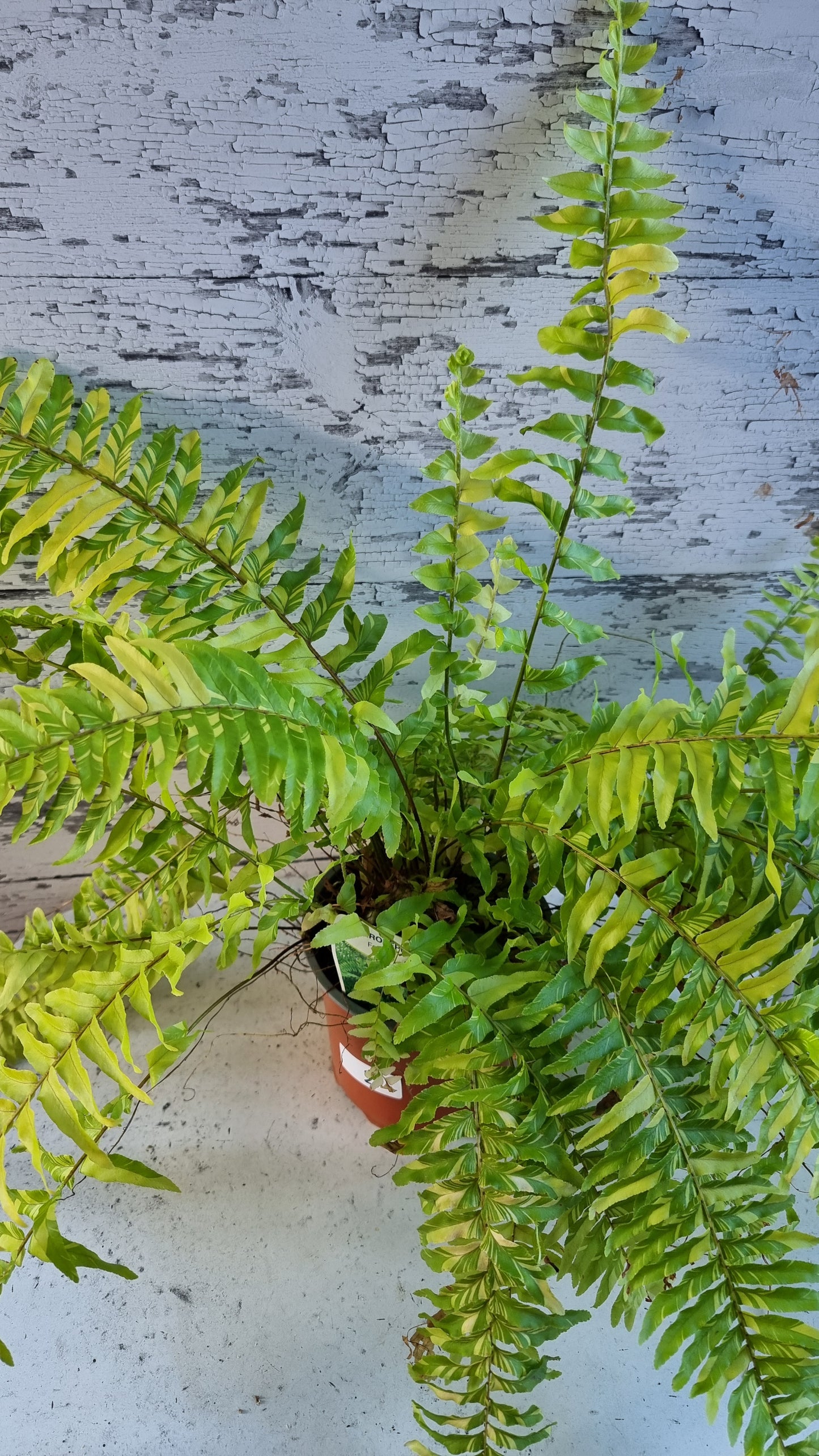 Nephrolepis exaltata bostoniensis variegata - Tiger Boston Fern