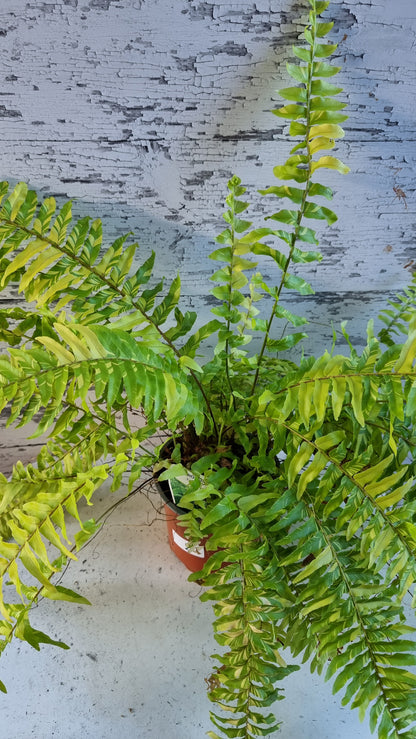Nephrolepis exaltata bostoniensis variegata - Tiger Boston Fern