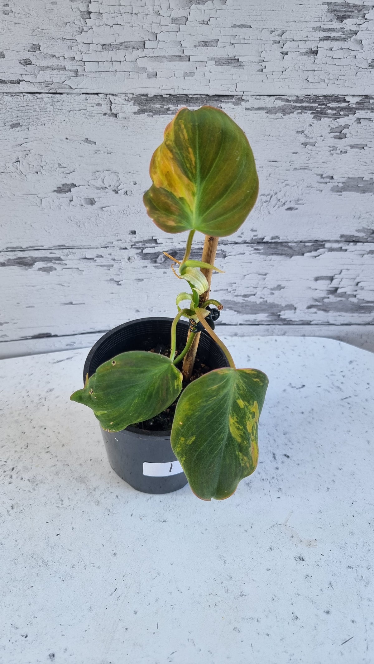 Philodendron hederaceum var hederaceum variegata - Variegated Micans