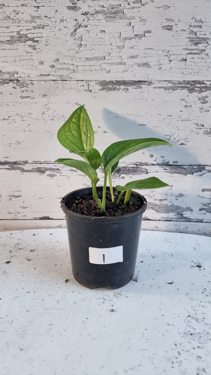 Monstera pinnatiparita