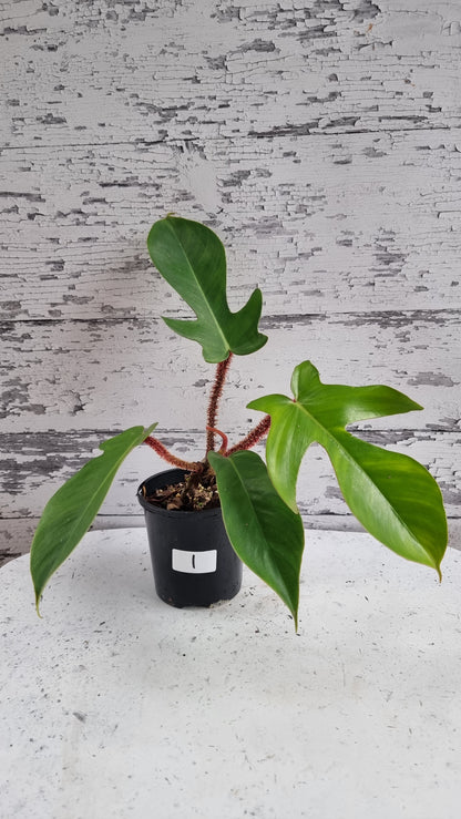 Philodendron squamiferum