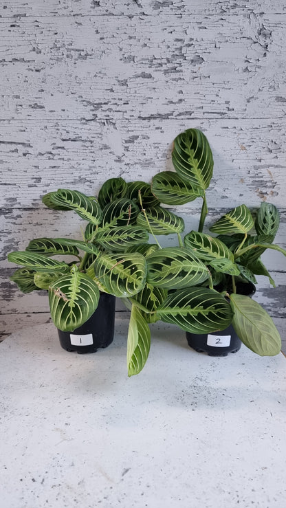 Maranta leuconeura 'Lemon Lime' - Prayer Plant