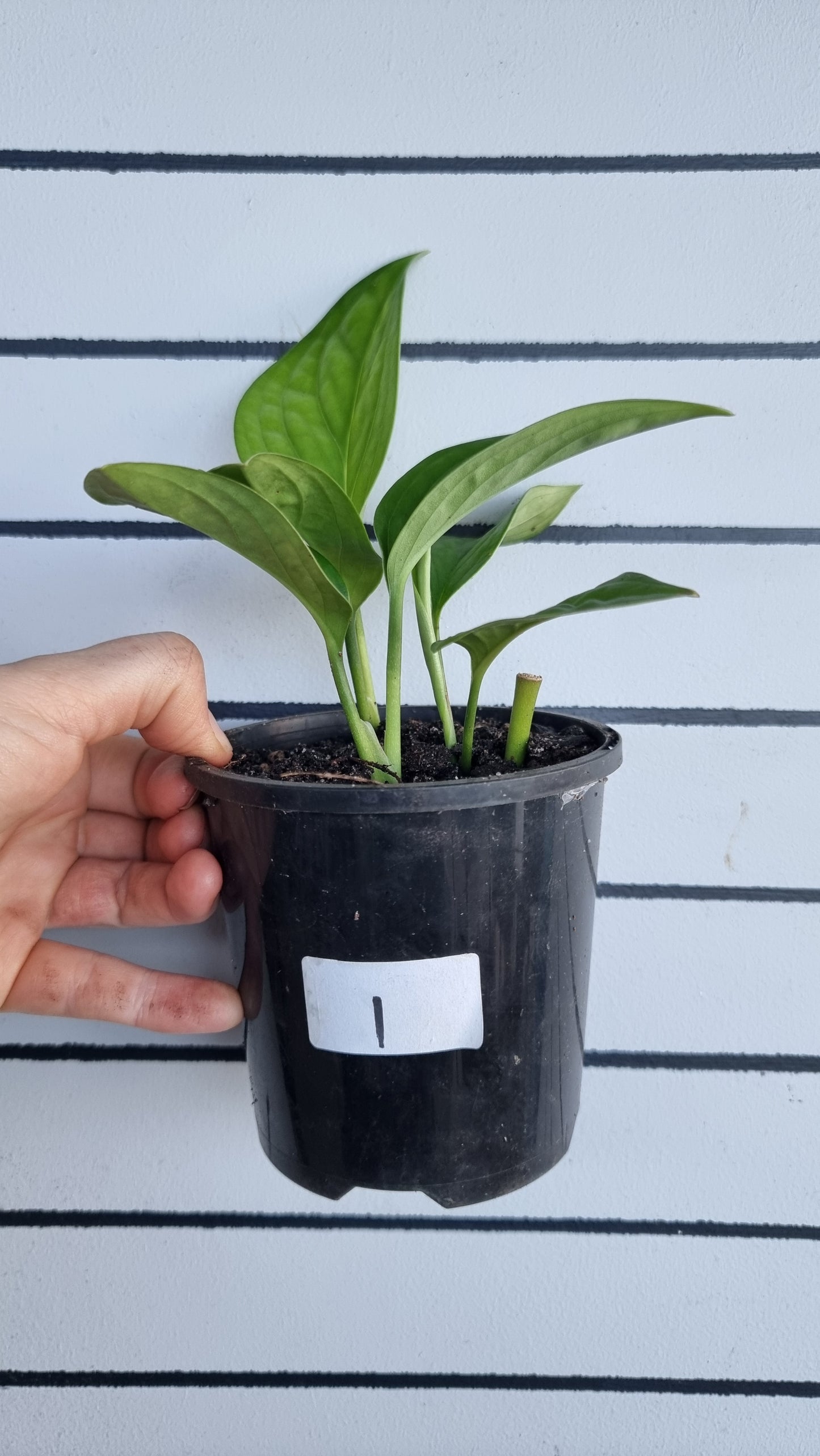 Monstera pinnatiparita