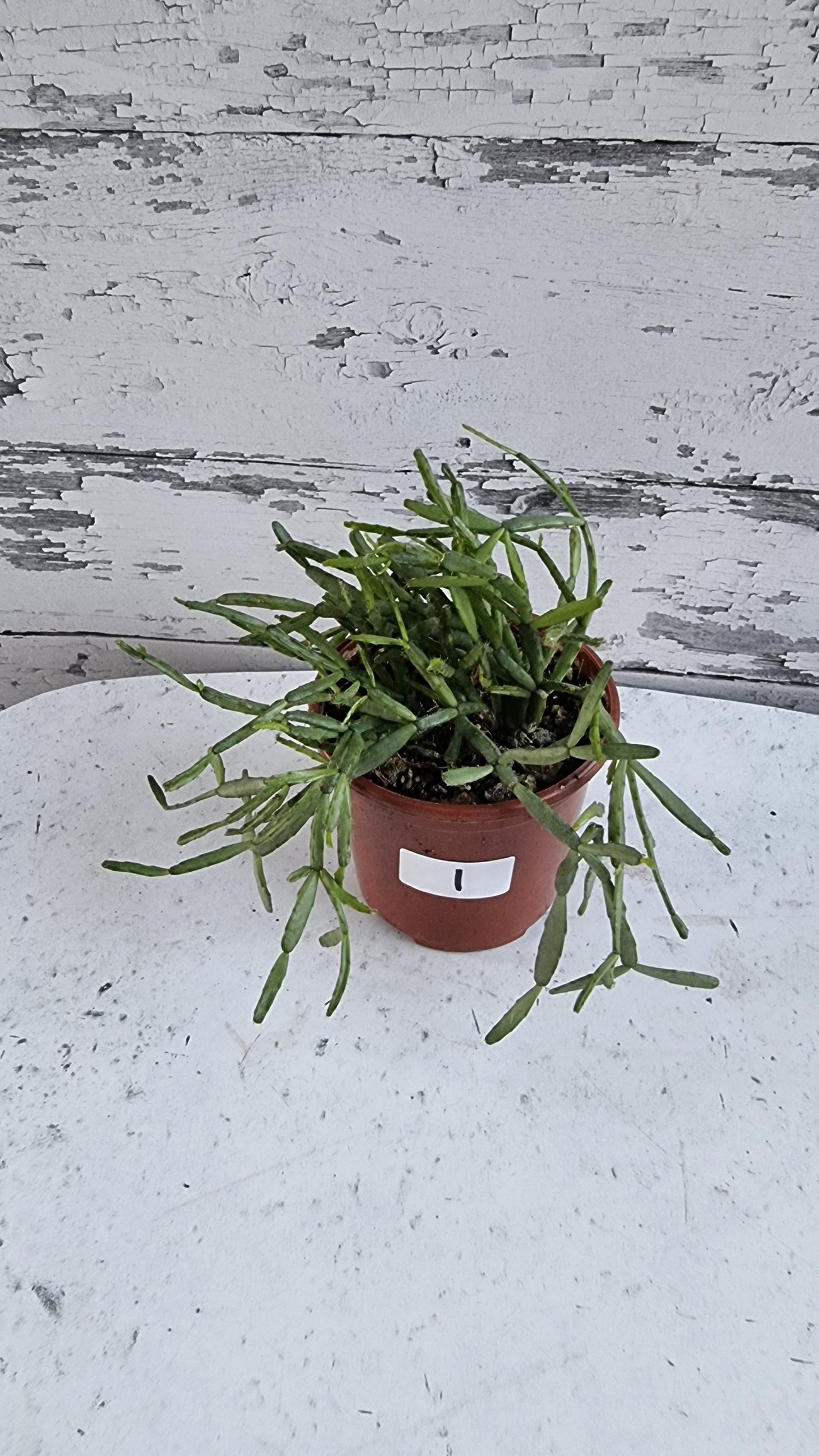 Rhipsalis ewaldiana - 槲寄生仙人掌
