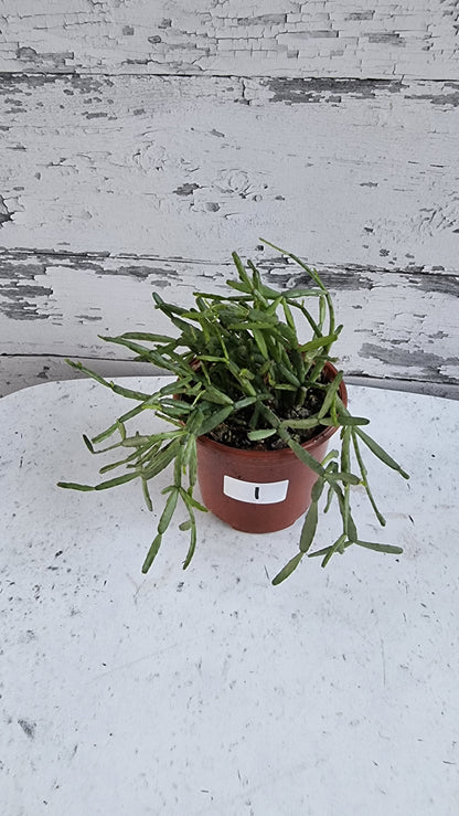 Rhipsalis ewaldiana - 槲寄生仙人掌