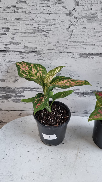 Aglaonema commutatum '情人节女士'