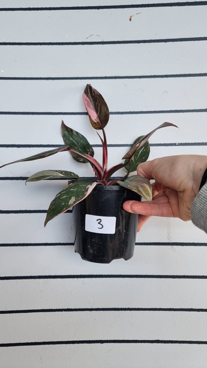 Philodendron erubescens 'Pink Galaxy'