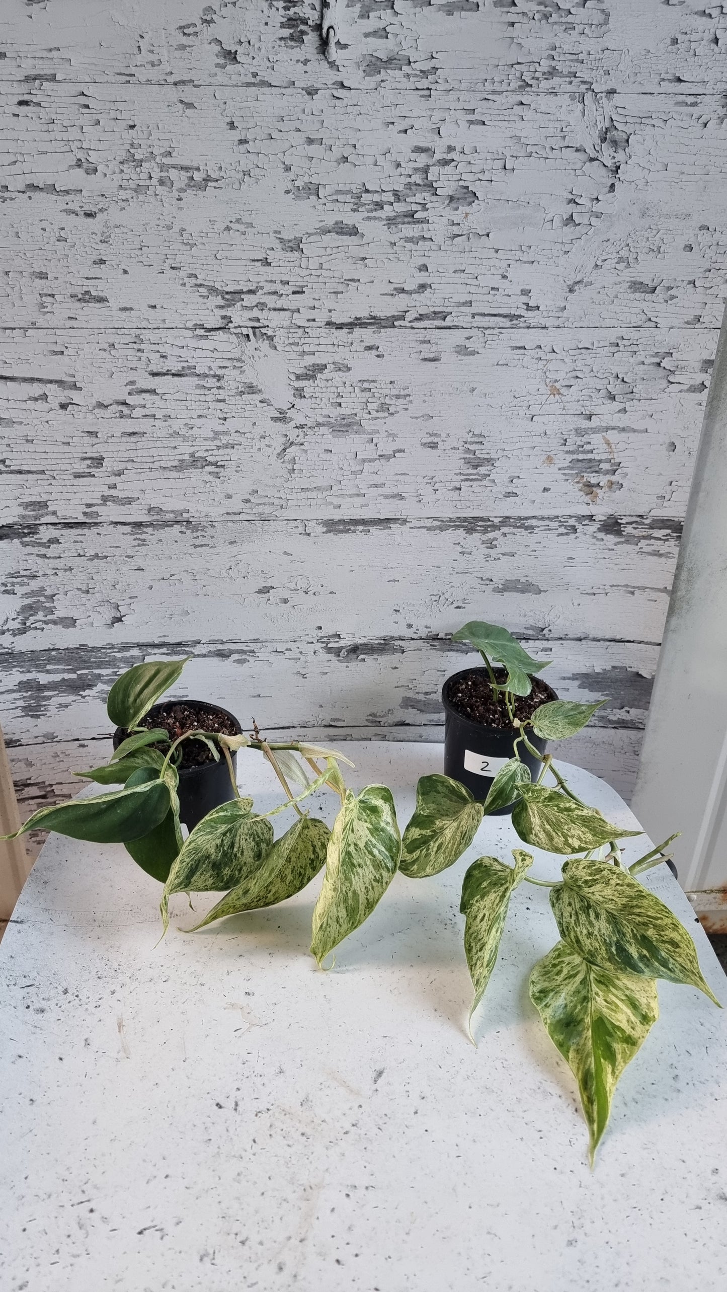 Philodendron hederaceum var. oxycardium variegata - Variegated Heart Leaf Philo