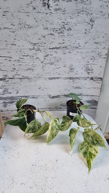 Philodendron hederaceum var. oxycardium variegata - Variegated Heart Leaf Philo