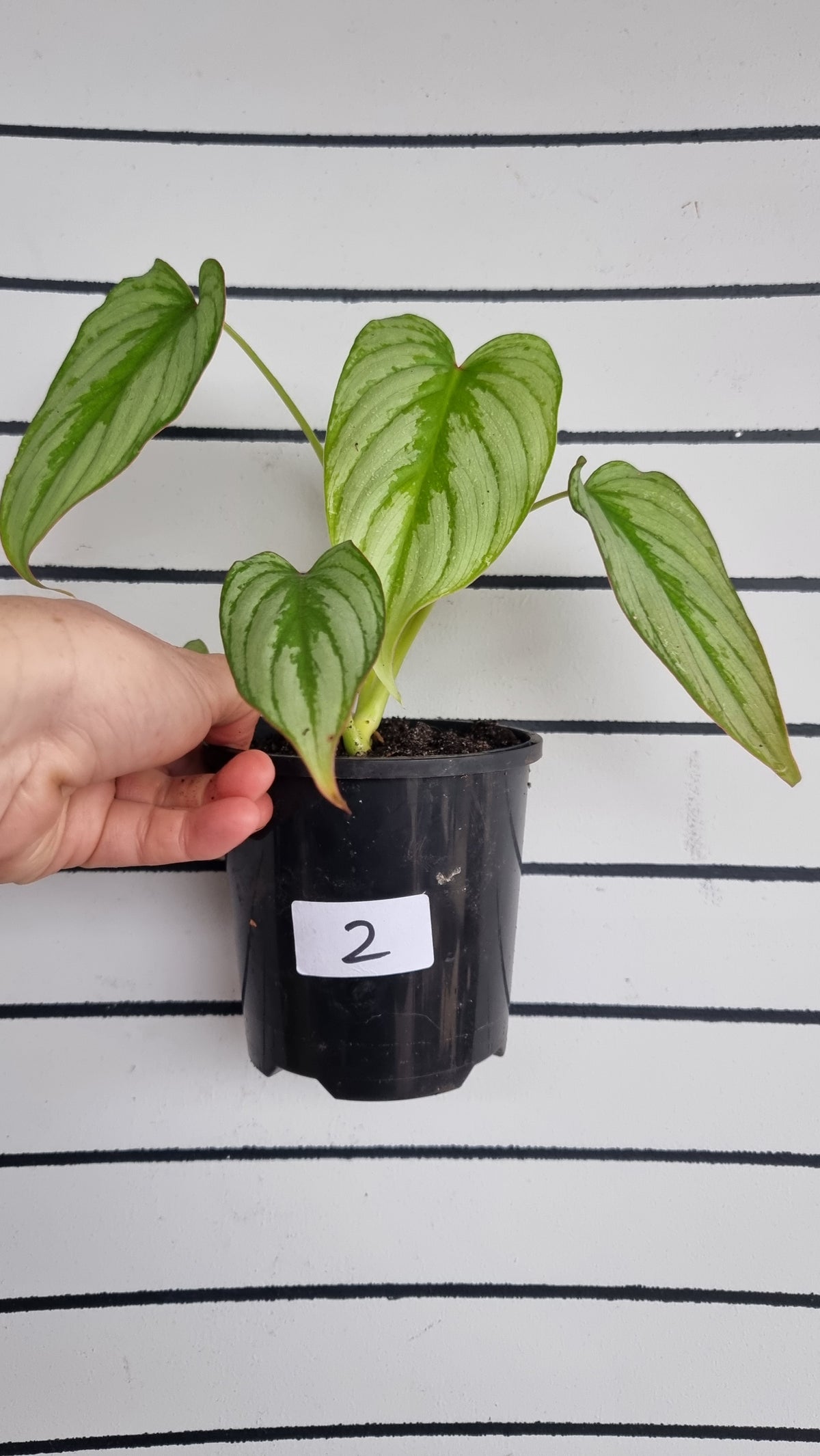 Philodendron mamei 'Silver Cloud'