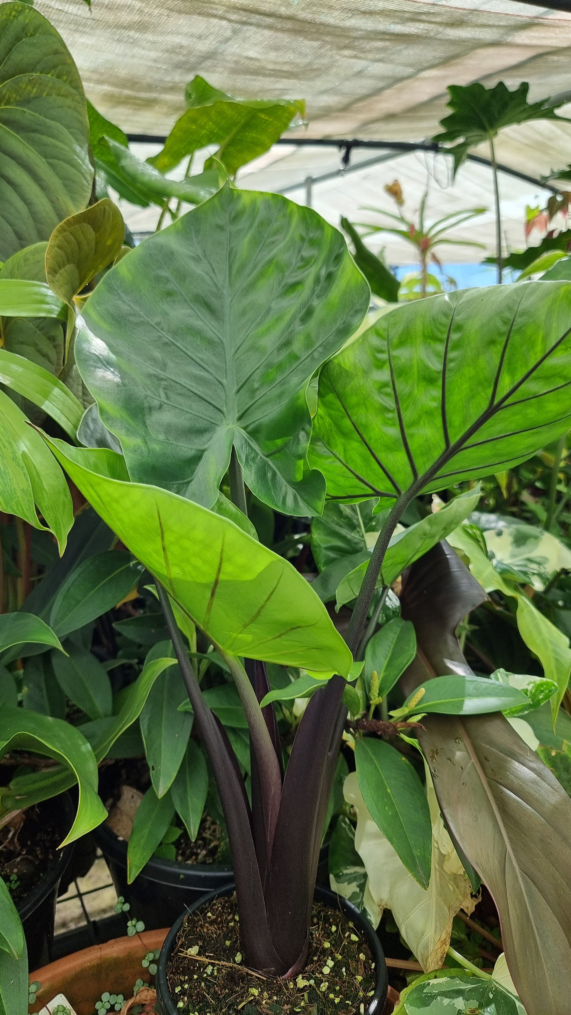 buy elephant ear plant melbourne Alocasia 'Dark Star'