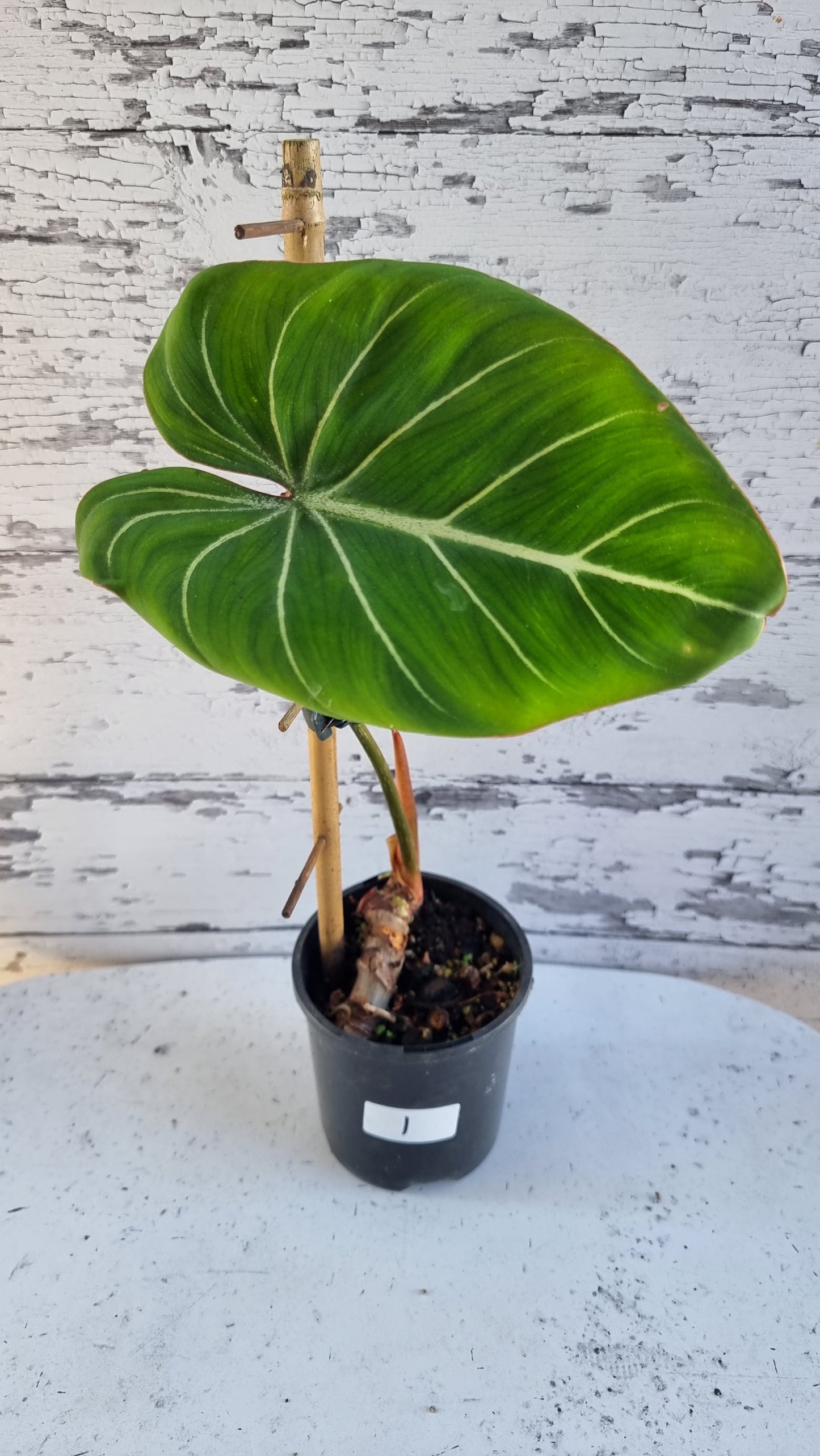 Philodendron gloriosum（深色/白色靜脈）
