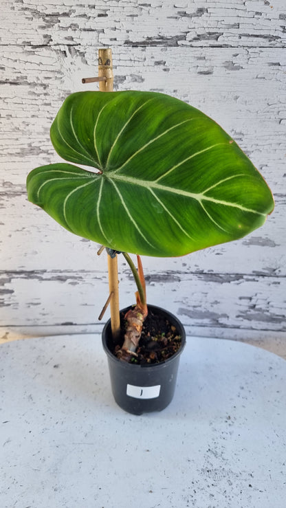 Philodendron gloriosum（深色/白色靜脈）