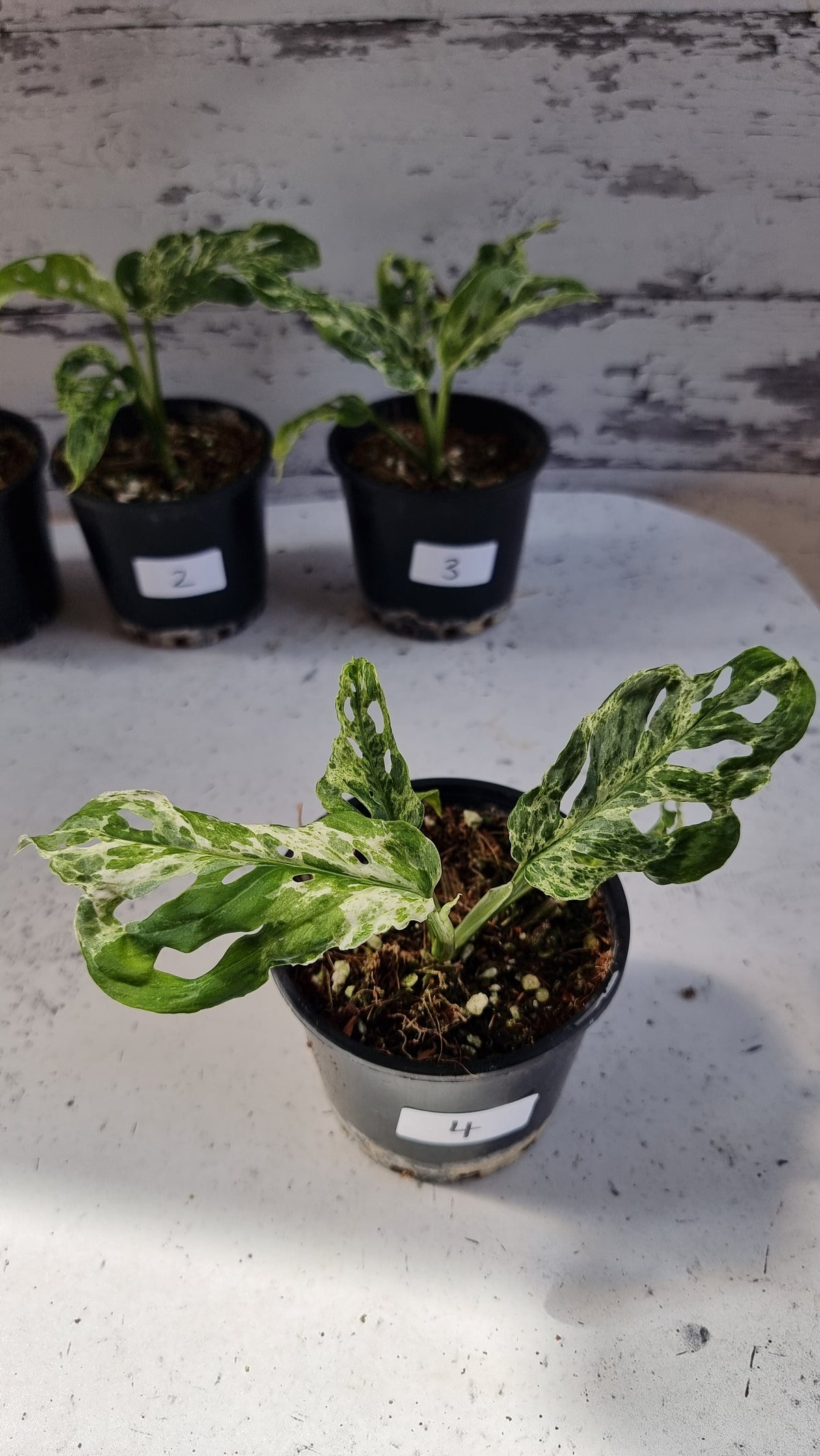 Monstera adansonii 'Monkey Mask' variegata 'Mint'