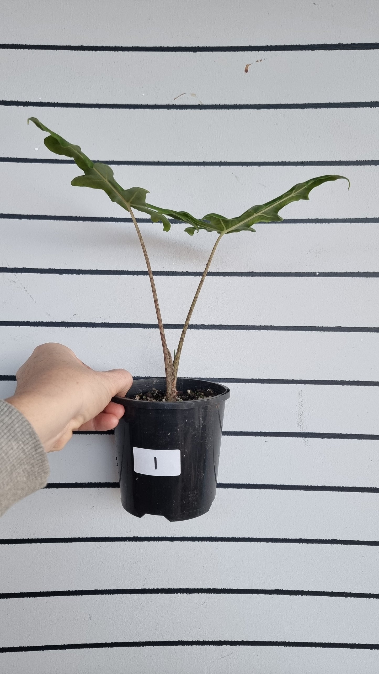 Alocasia portei - Malaysian Monster