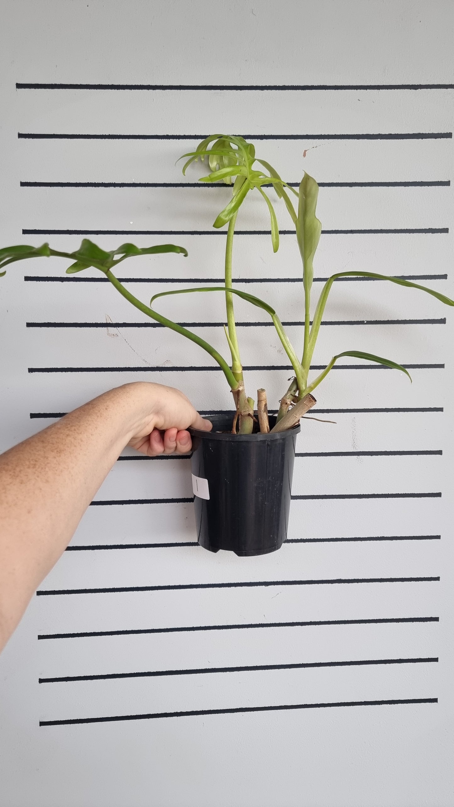 Philodendron elegans - Skeleton Key Plant