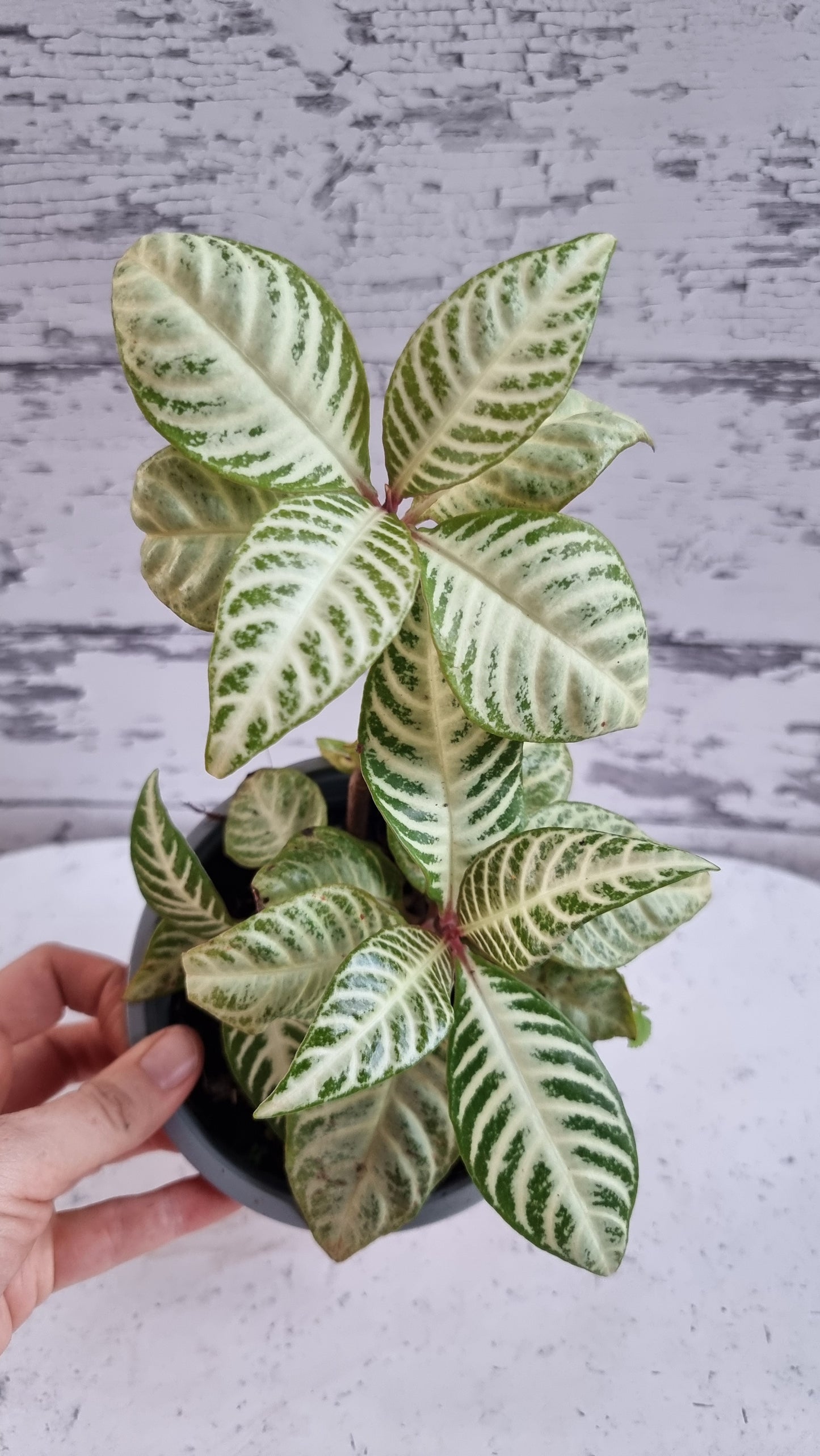 Aphelandra squarrosa 'White Wash'