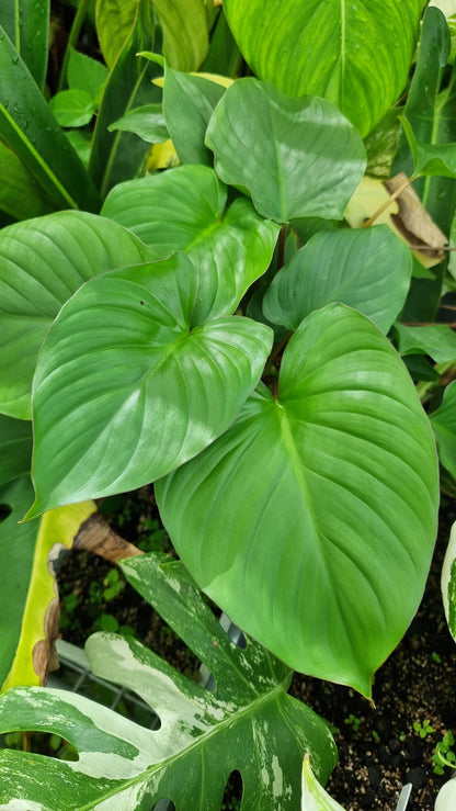 Homalomena rubescens ‘Maggie’