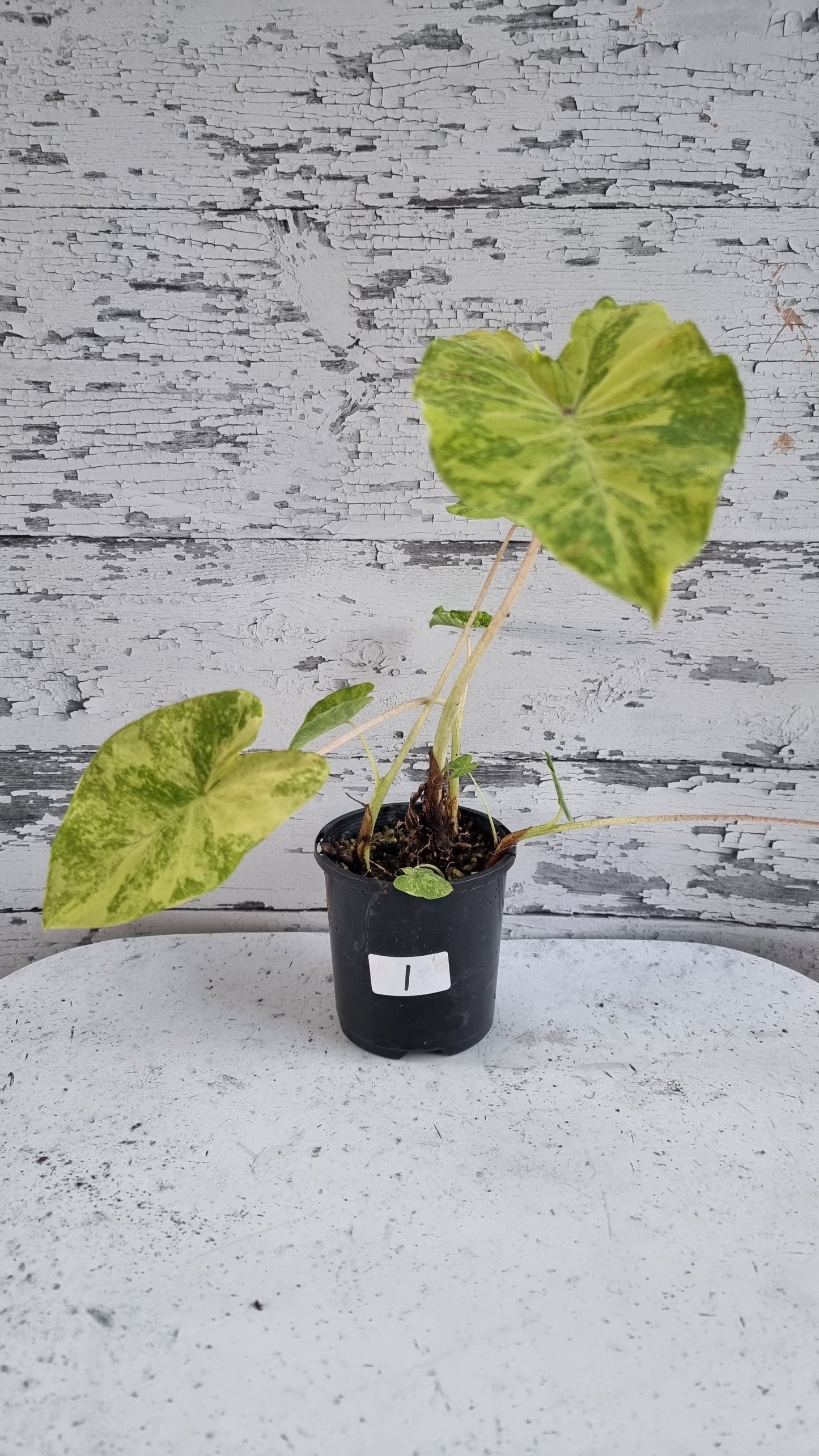 Colocasia esculenta 'Midori Sour' - Taro Plant
