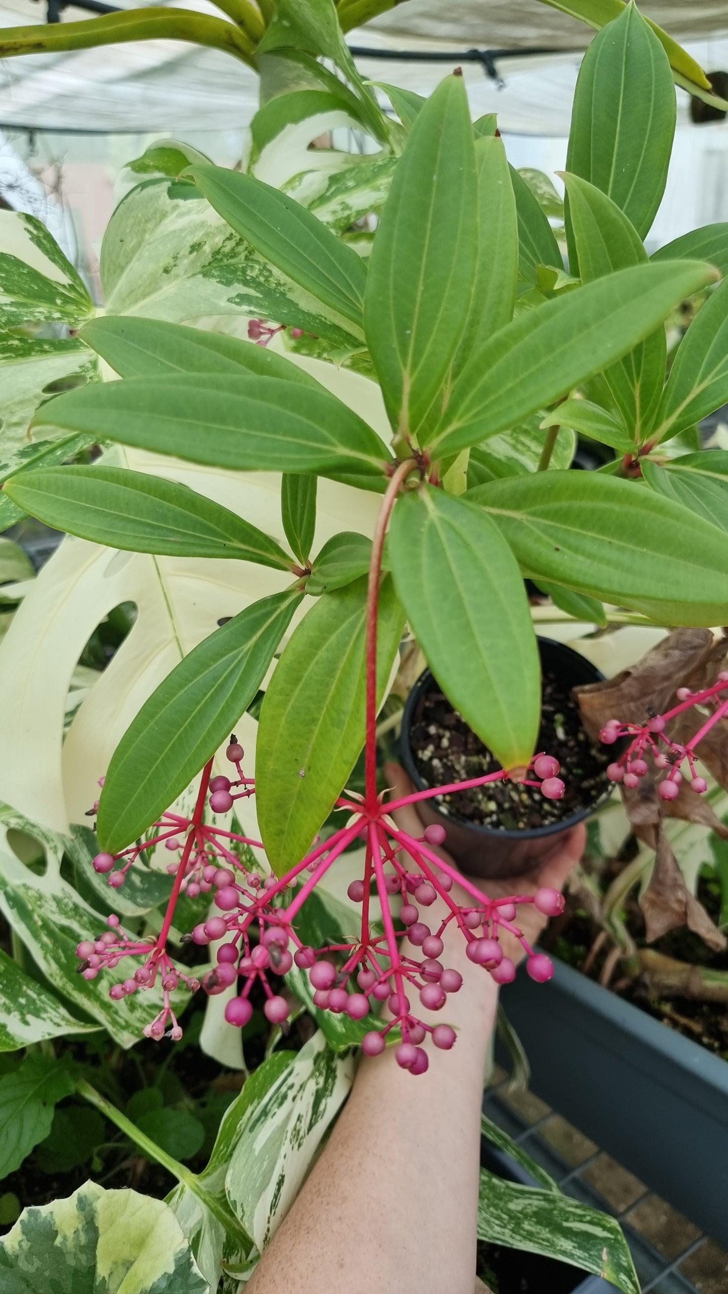 Medinilla pendula - Baladu
