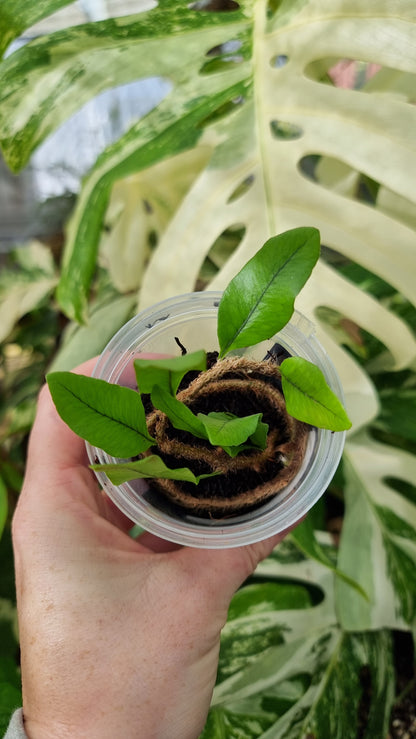 Microgramma vacciniifolia - 根茎蕨