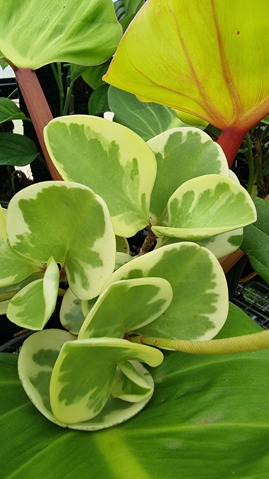 Peperomia obtusifolia albomarginata
