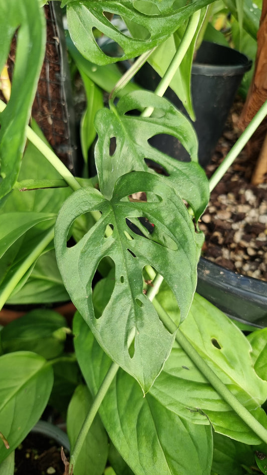 Monstera adansonii - 瑞士乳酪廠