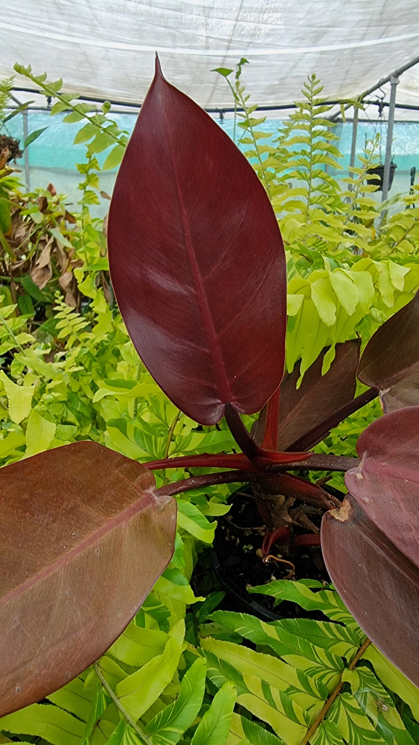 Philodendron erubescens 'Black Cardinal'