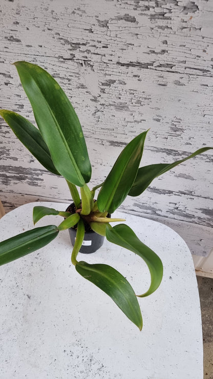 Philodendron martianum - Fat Boy