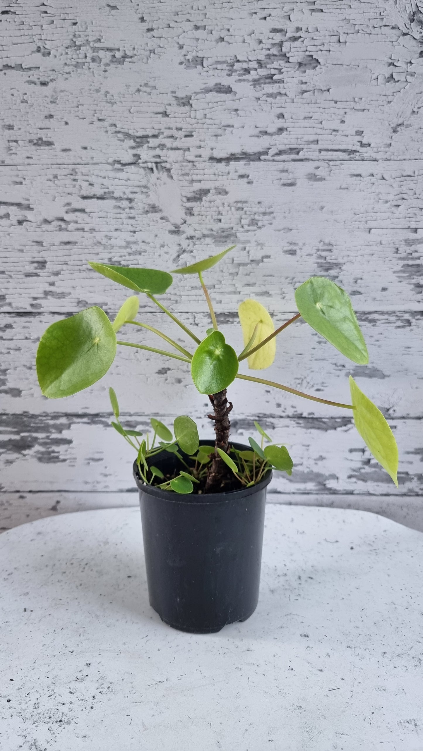 Pilea peperomioides - Chinese Money Plant
