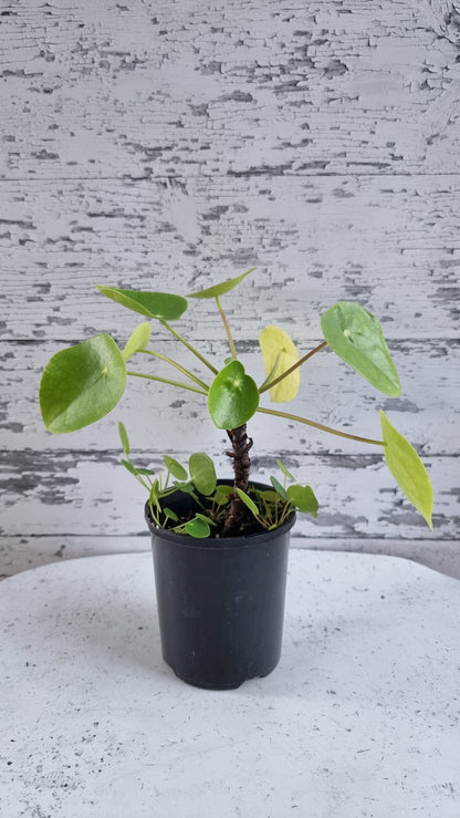 Pilea peperomioides - Chinese Money Plant