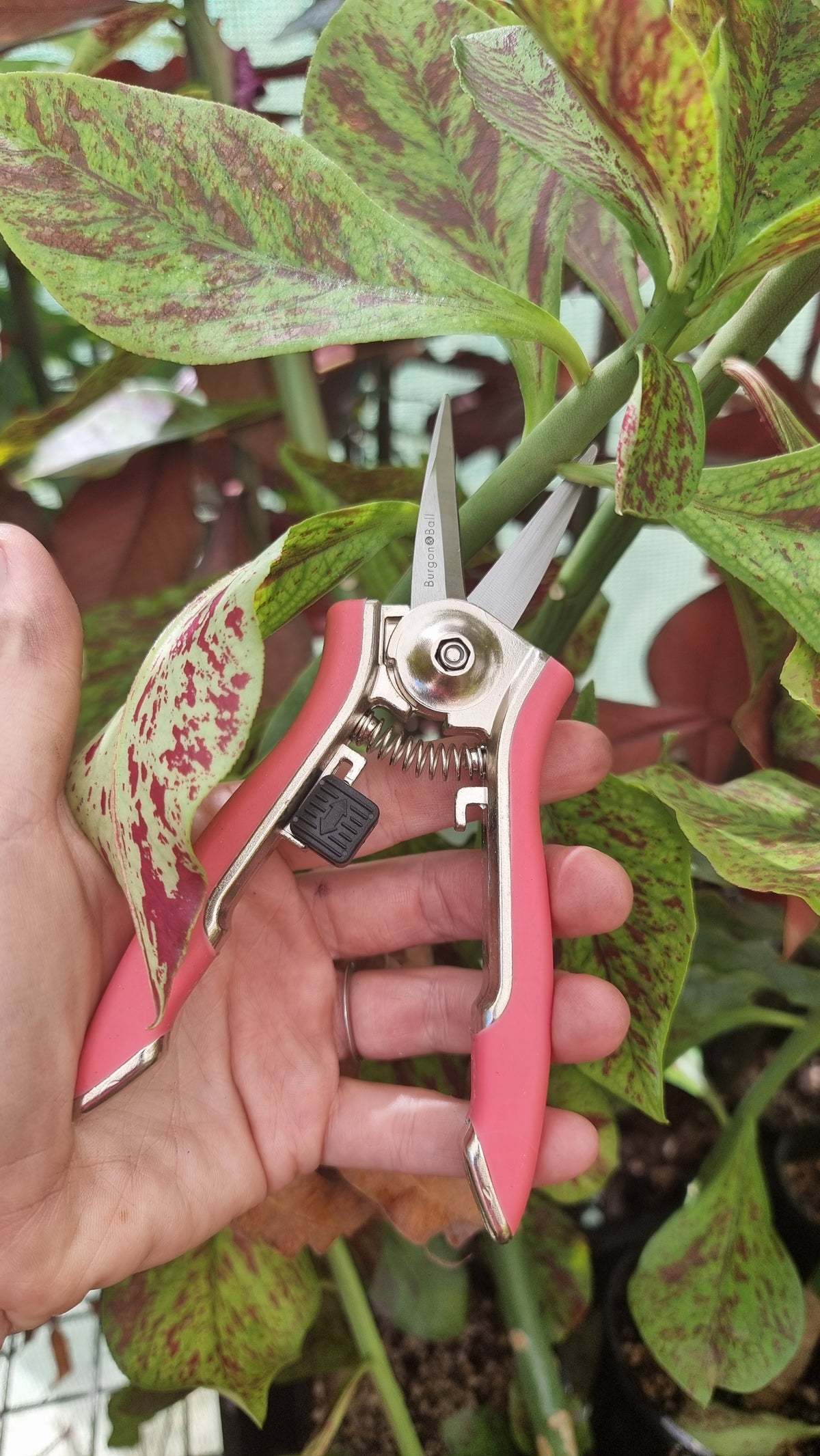Burgon & Ball Orchid Snips