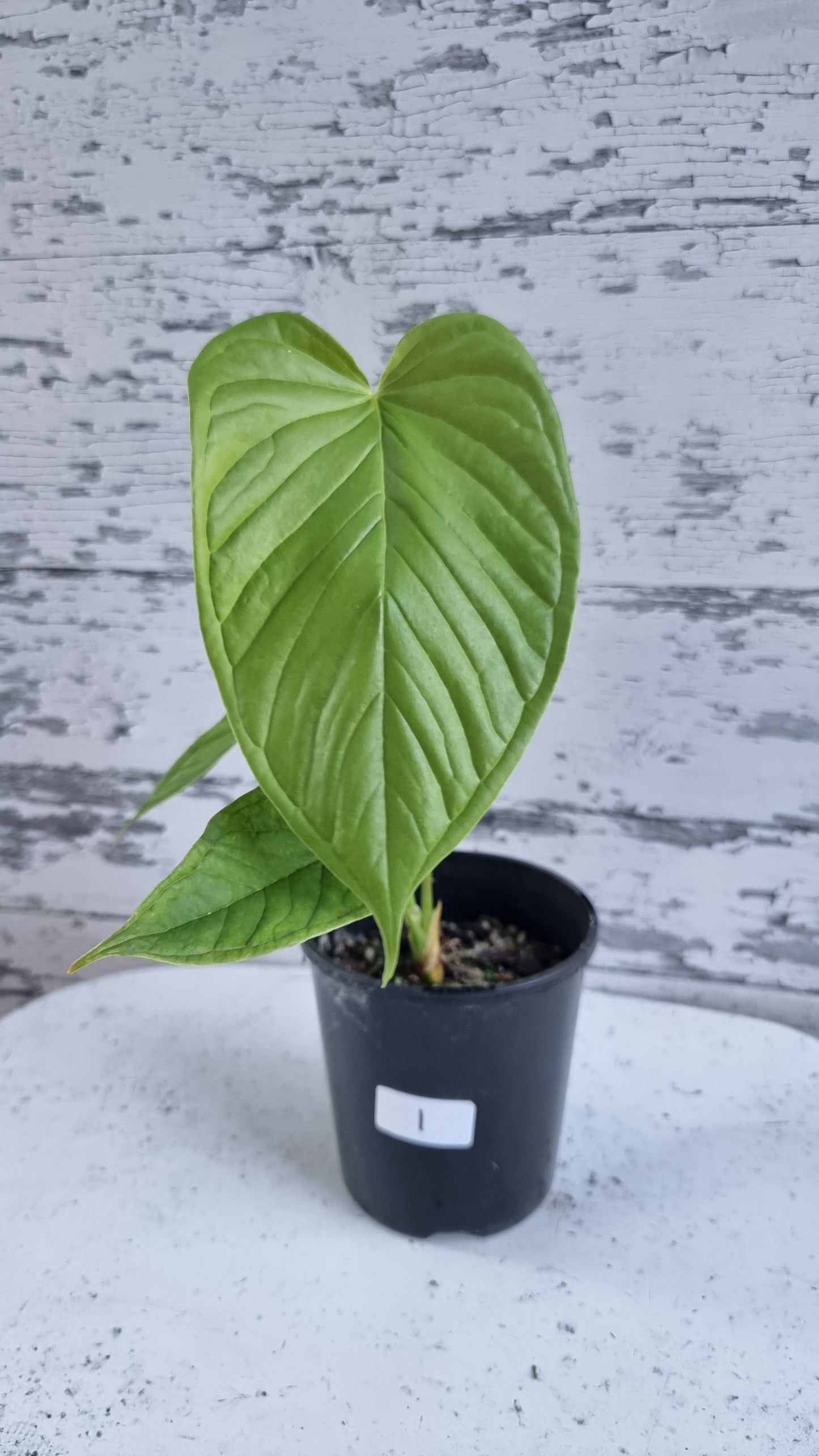 Anthurium cuspidatum - Oblong Berry Tree