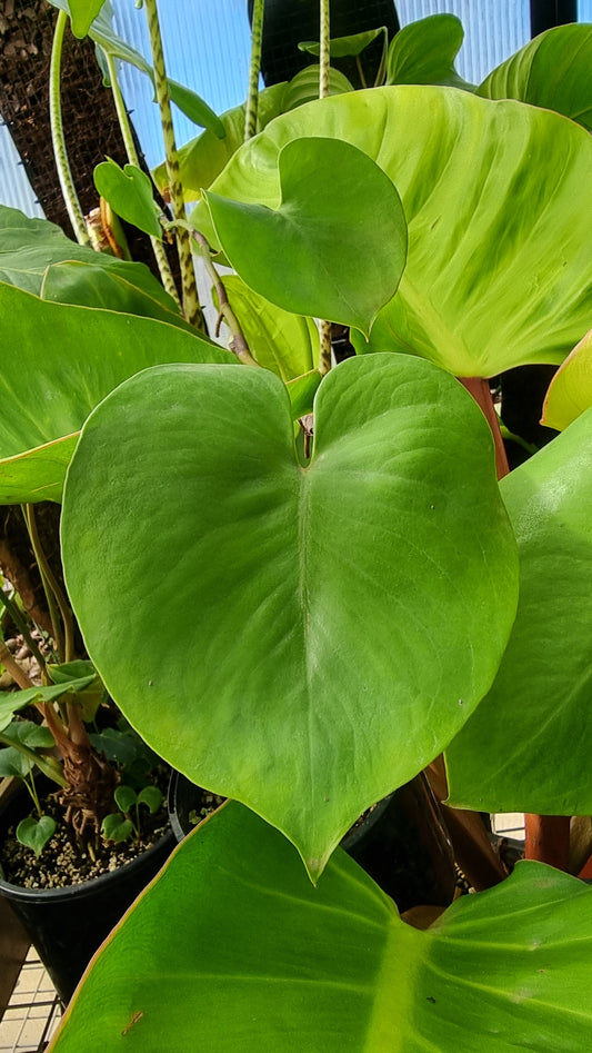 Amydrium humile - Heart Shaped Creeping Aroid