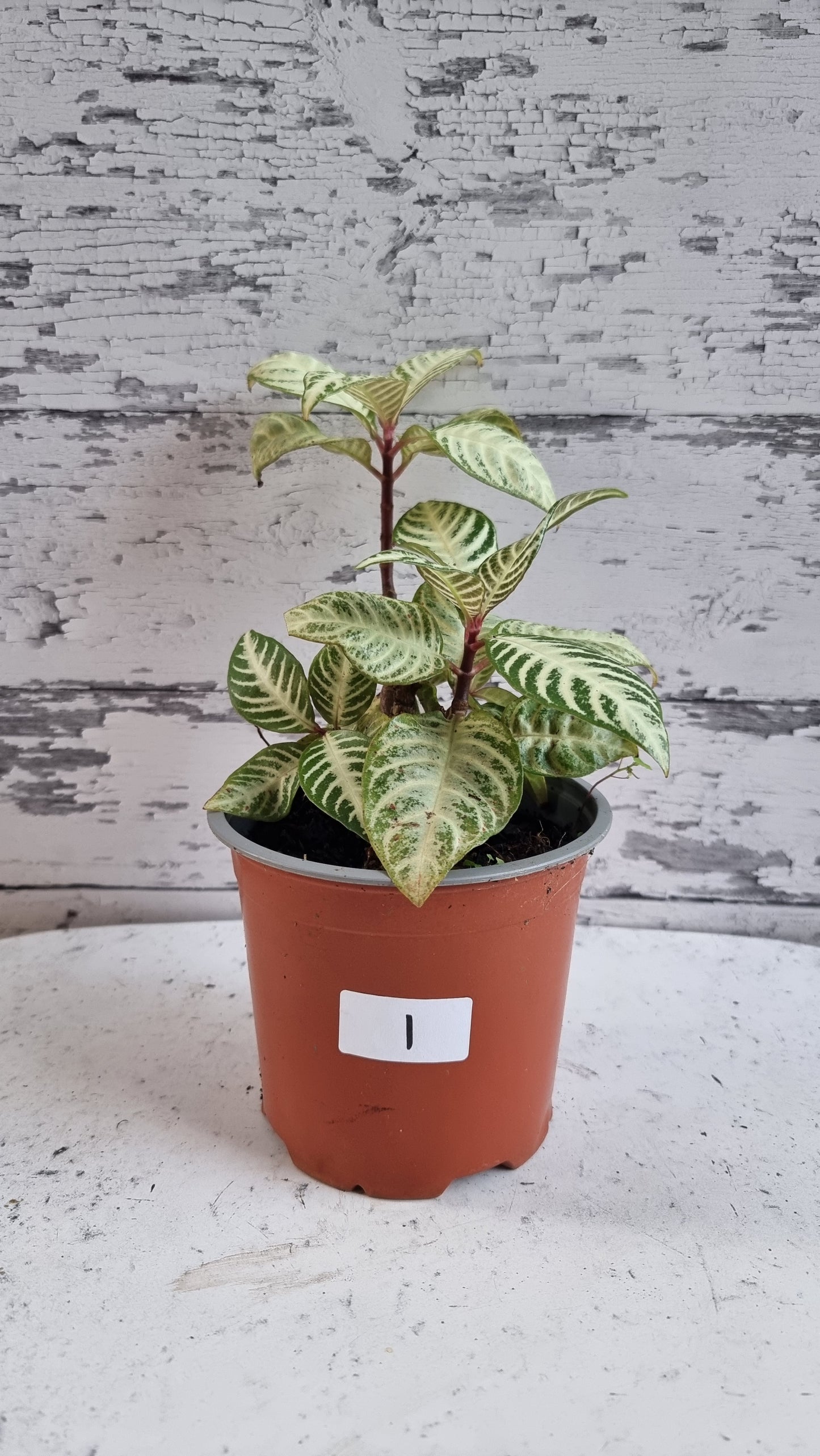 Aphelandra squarrosa 'White Wash'