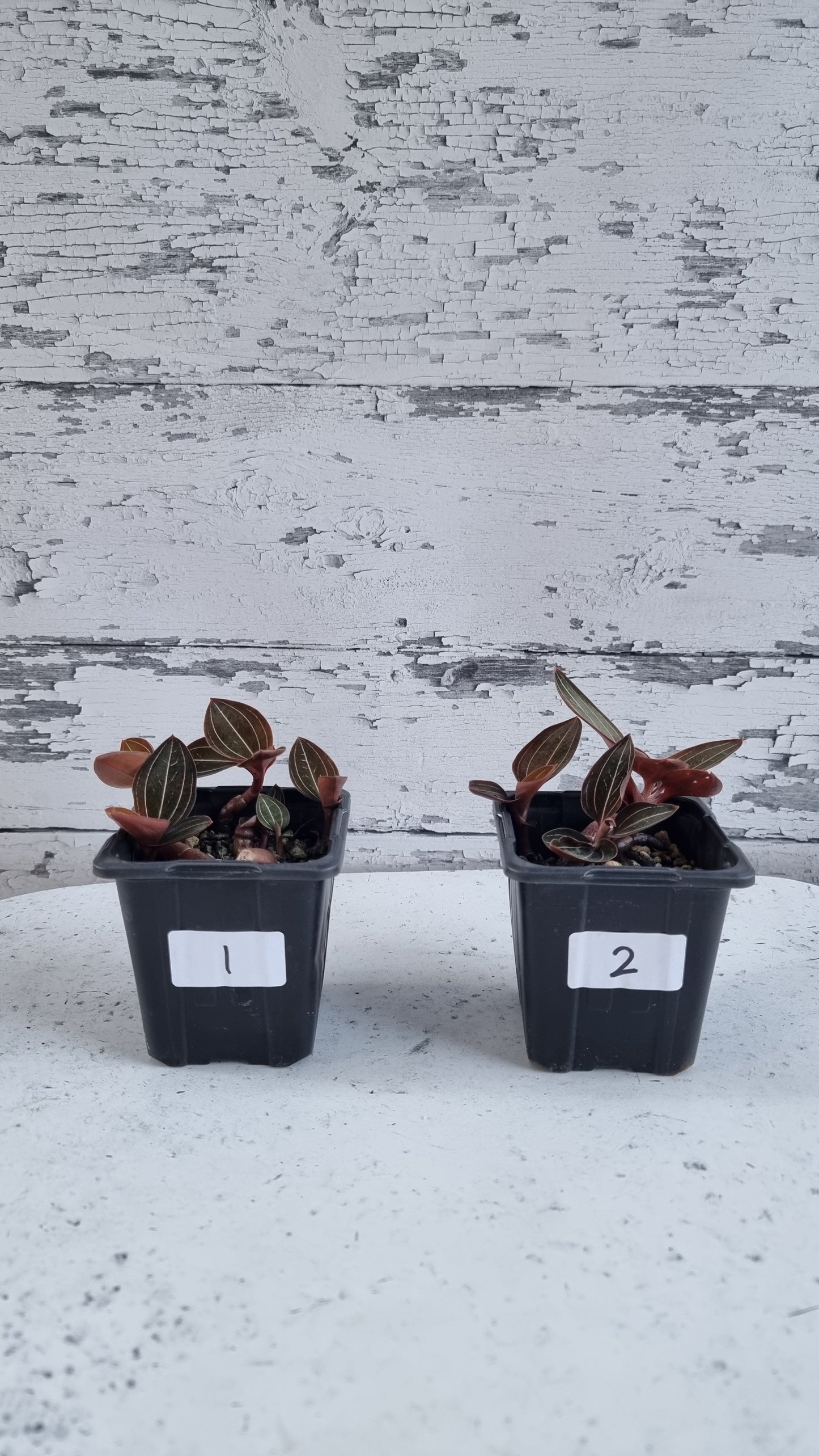 Ludisia discolor 'Jinhua' - Jewel Orchid