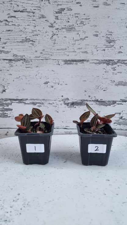 Ludisia discolor 'Jinhua' - Jewel Orchid