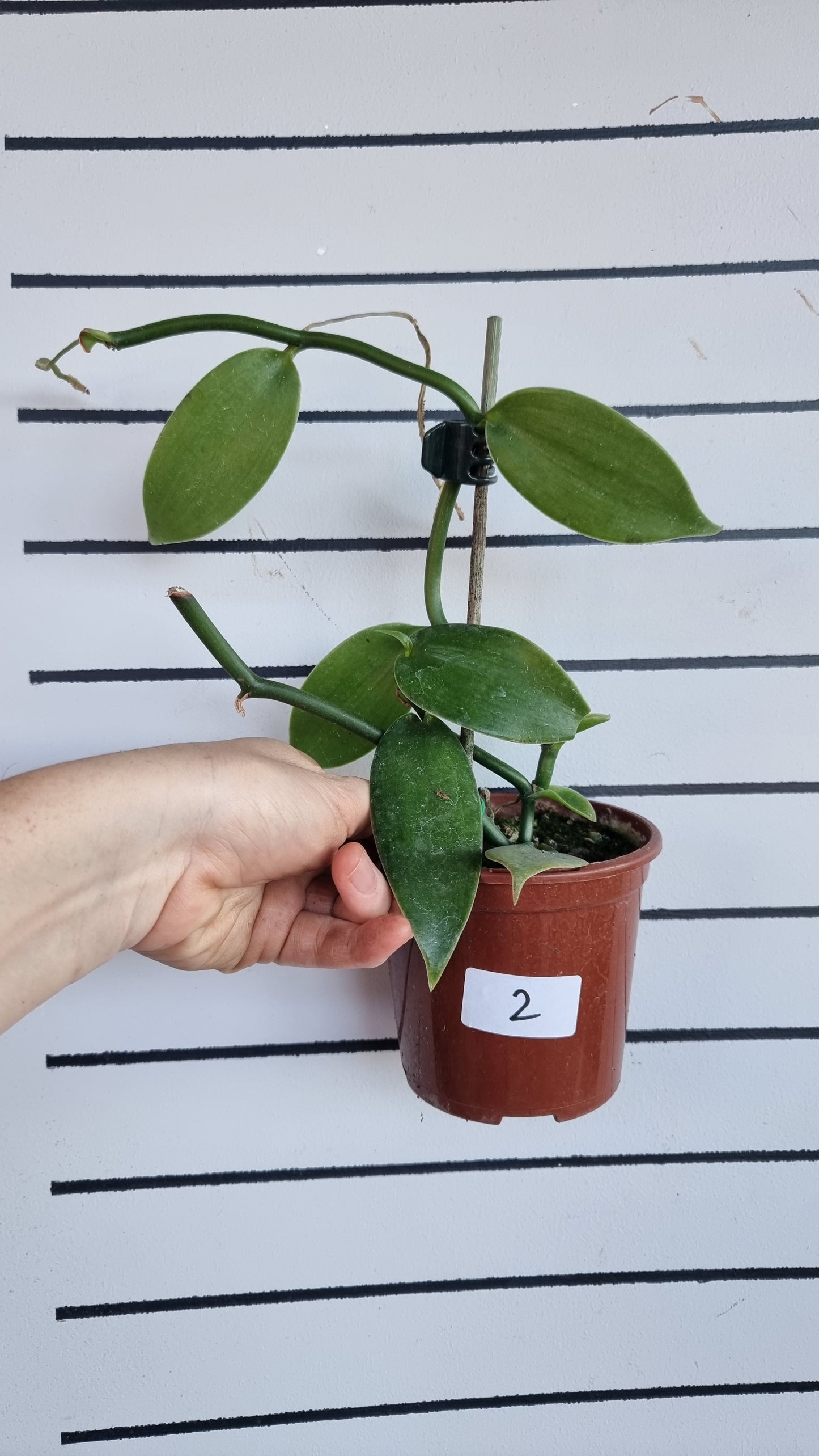 Vanilla planifolia - Vanilla Orchid