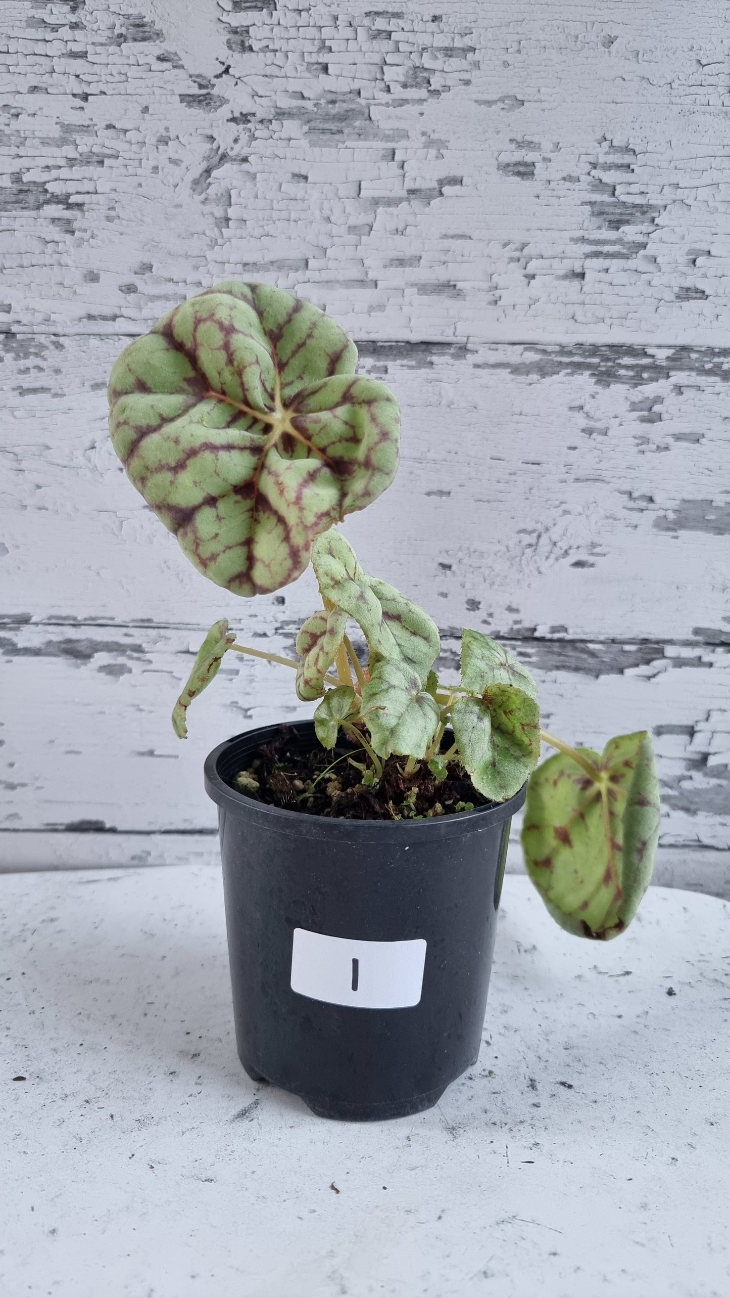 Begonia 'Page 13' - Blue Leaf