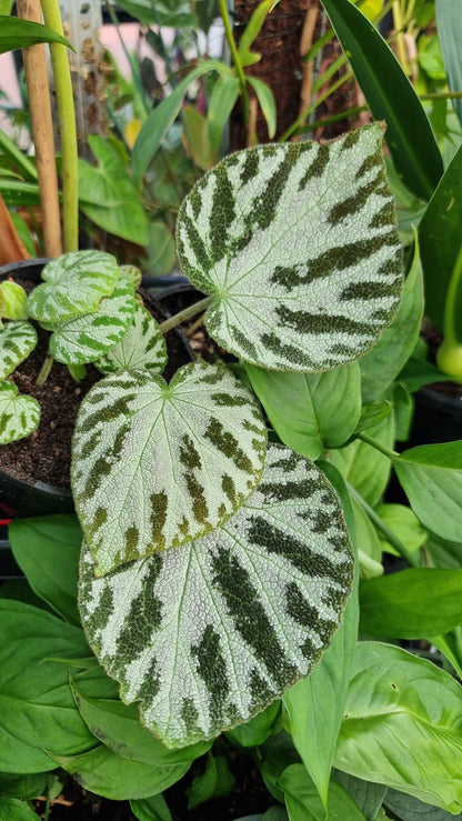 Begonia x ‘Silver Jewel'